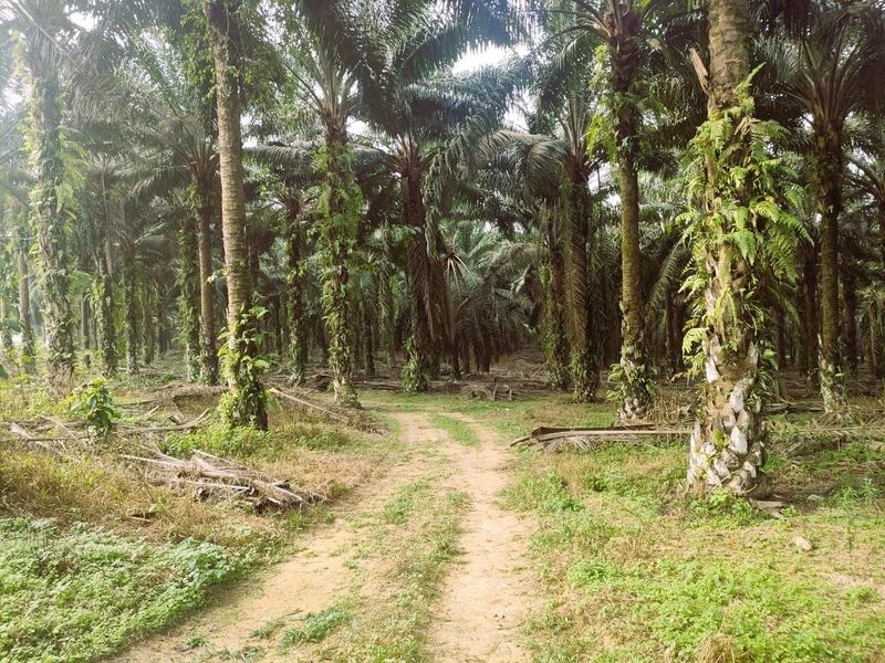 Layang Layang Agriculture Palm Oil Trees For Sale, Johor, Layang Layang