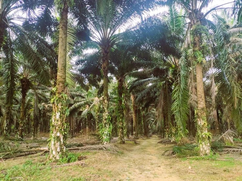 Layang Layang Agriculture Palm Oil Trees For Sale, Johor, Layang Layang