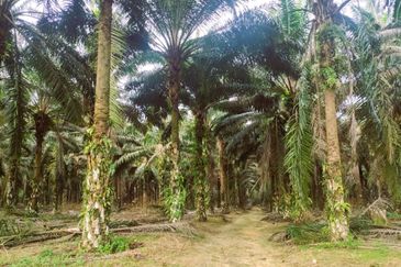Layang Layang Agriculture Palm Oil Trees For Sale