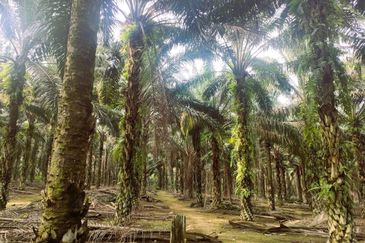 Layang Layang Agriculture Palm Oil Trees For Sale