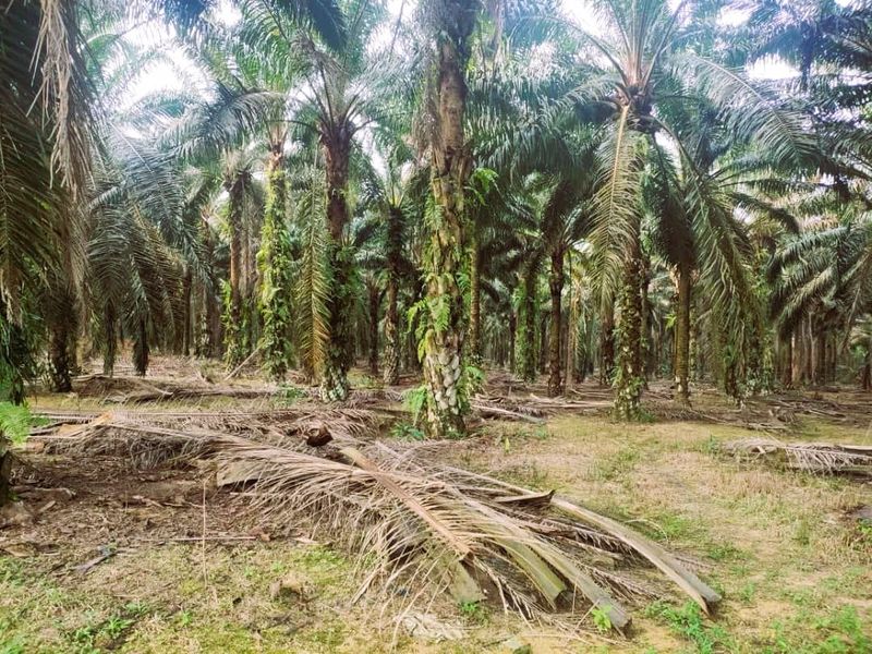 Layang Layang Agriculture Palm Oil Trees For Sale, Johor, Layang Layang
