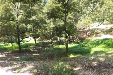 RM280K Per Acre! 8.5 Acres, 100% Black Thorn, Freehold! Raub Durian Orchard for Sale