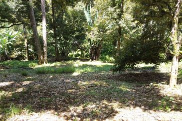 RM280K Per Acre! 8.5 Acres, 100% Black Thorn, Freehold! Raub Durian Orchard for Sale