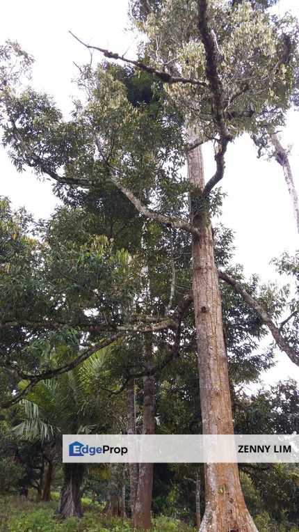 RM600K Per Acre! ROI > 8%, 43.6 Acres, 1800 Trees, 90% MSK, Freehold! Raub Durian Orchard for Sale, Pahang, Raub