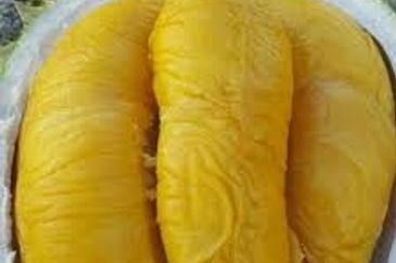 RM600K Per Acre! ROI > 8%, 43.6 Acres, 1800 Trees, 90% MSK, Freehold! Raub Durian Orchard for Sale