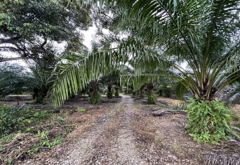 Rimba Terjun Pontian