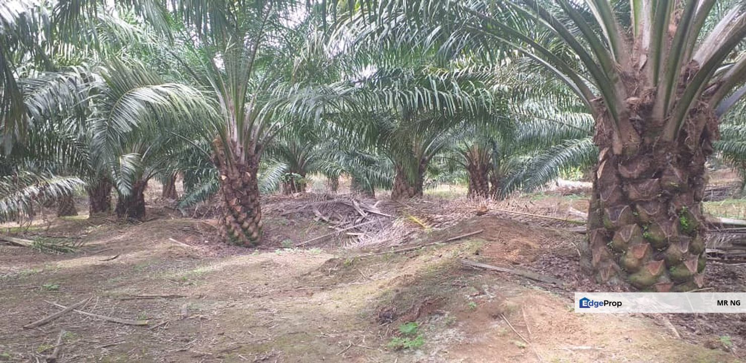 Palm oil Plantation 20 min from town Segamat Johore...at, Johore., Johor, Segamat