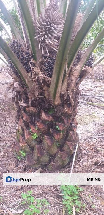 Palm oil Plantation 20 min from town Segamat Johore...at, Johore., Johor, Segamat
