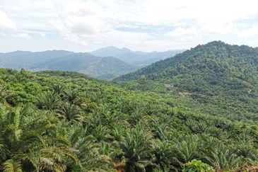 Kelantan Kuala Krai Kuala Pahi FREEHOLD 200 acres Palm Oil Land for SALE