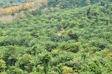 Kelantan Kuala Krai Kuala Pahi FREEHOLD 200 acres Palm Oil Land for SALE