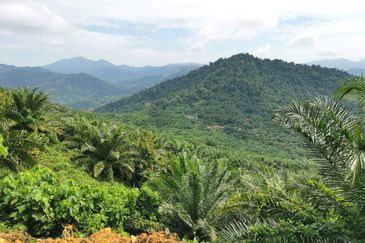 Kelantan Kuala Krai Kuala Pahi FREEHOLD 200 acres Palm Oil Land for SALE