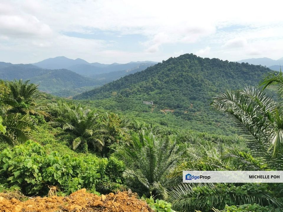 Kelantan Kuala Krai Kuala Pahi FREEHOLD 200 acres Palm Oil Land for SALE, Kelantan, Kuala Krai