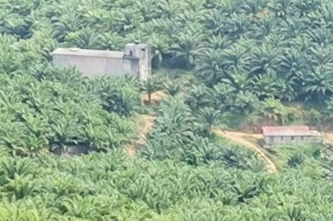 Kelantan Kuala Krai Kuala Pahi FREEHOLD 200 acres Palm Oil Land for SALE