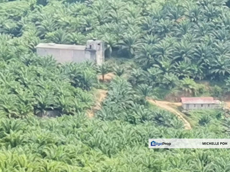 Kelantan Kuala Krai Kuala Pahi FREEHOLD 200 acres Palm Oil Land for SALE, Kelantan, Kuala Krai