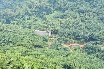 Kelantan Kuala Krai Kuala Pahi FREEHOLD 200 acres Palm Oil Land for SALE