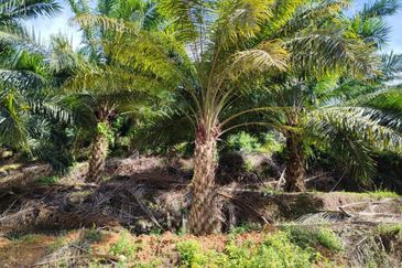 Kelantan Kuala Krai Kuala Pahi FREEHOLD 200 acres Palm Oil Land for SALE