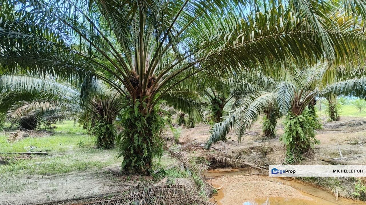 Johor Mersing 471 acres Palm Oil Land for SALE,  Got 2 Different place but nearby, Can buy One of them, Johor, Mersing