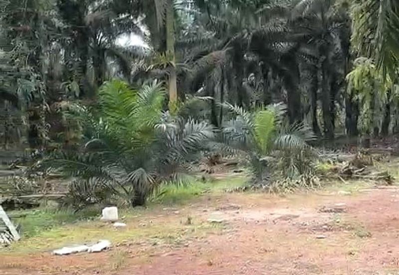 Taman Sri Pekan Nanas