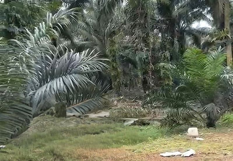 Taman Sri Pekan Nanas