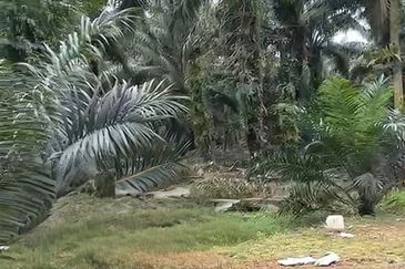 Taman Sri Pekan Nanas