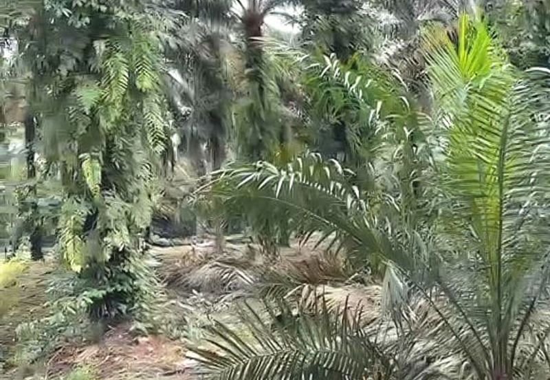 Taman Sri Pekan Nanas