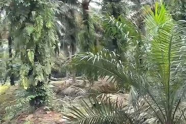 Taman Sri Pekan Nanas