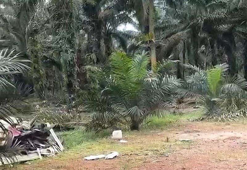 Taman Sri Pekan Nanas