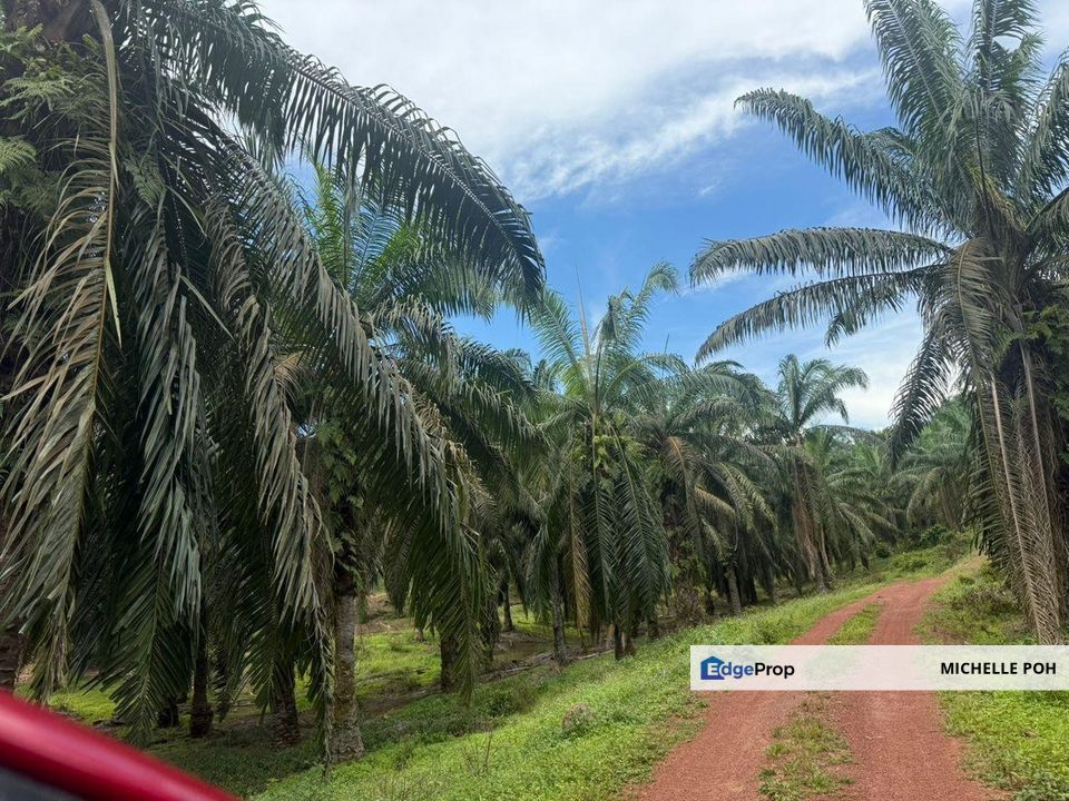 Land for Sale , 204 acres , Triang Pahang , Freehold , Oil Palm Trees, Kuala Lumpur, Setapak
