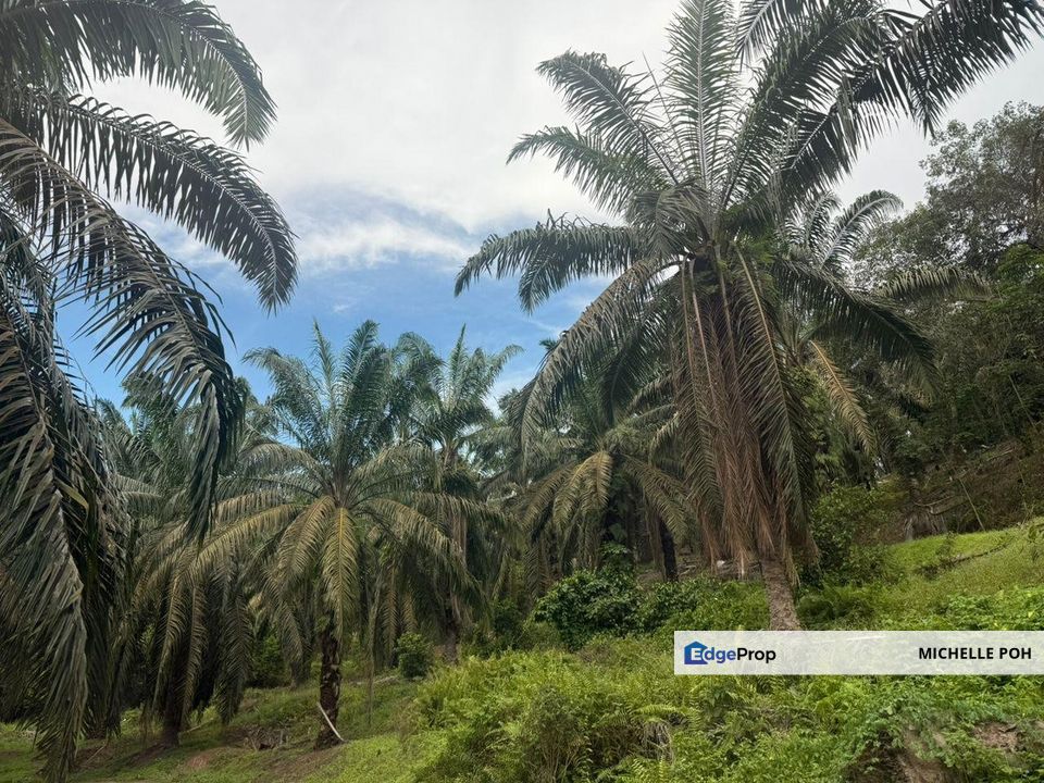 Land for Sale , 204 acres , Triang Pahang , Freehold , Oil Palm Trees, Kuala Lumpur, Setapak