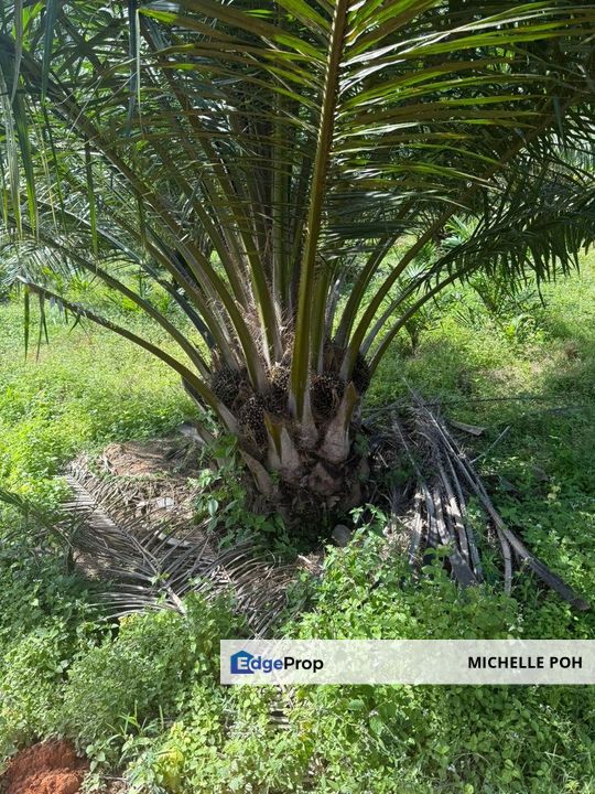 Land for Sale , 204 acres , Triang Pahang , Freehold , Oil Palm Trees, Kuala Lumpur, Setapak