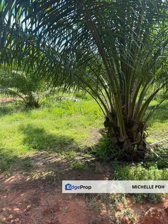 Land for Sale , 204 acres , Triang Pahang , Freehold , Oil Palm Trees, Kuala Lumpur, Setapak