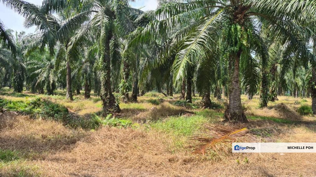 Perak Tengah Jaya Baru Sitiawan Lekir 978 acres Palm Oil Agicultural Land for SALE, Perak, Manjung