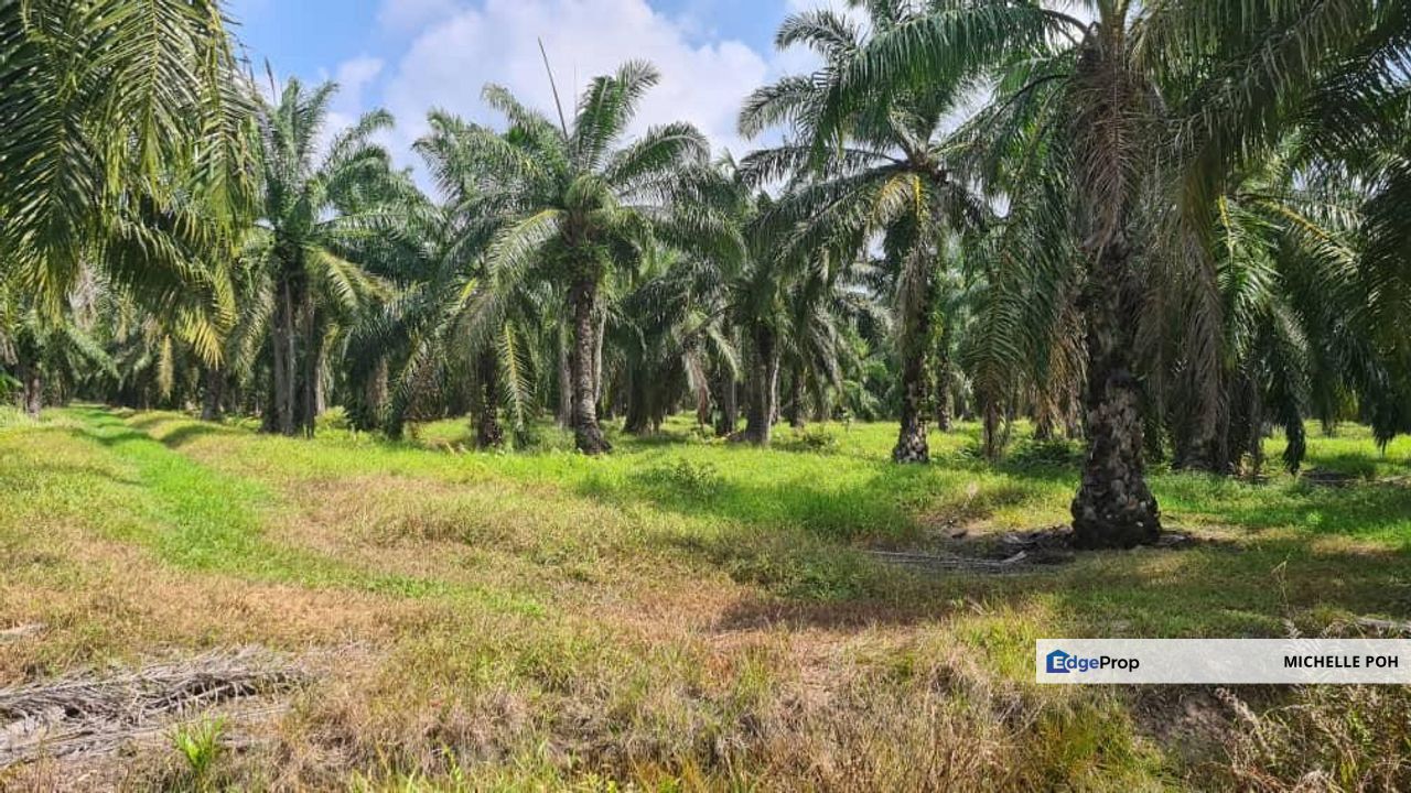 Perak Tengah Jaya Baru Sitiawan Lekir 978 acres Palm Oil Agicultural Land for SALE, Perak, Manjung
