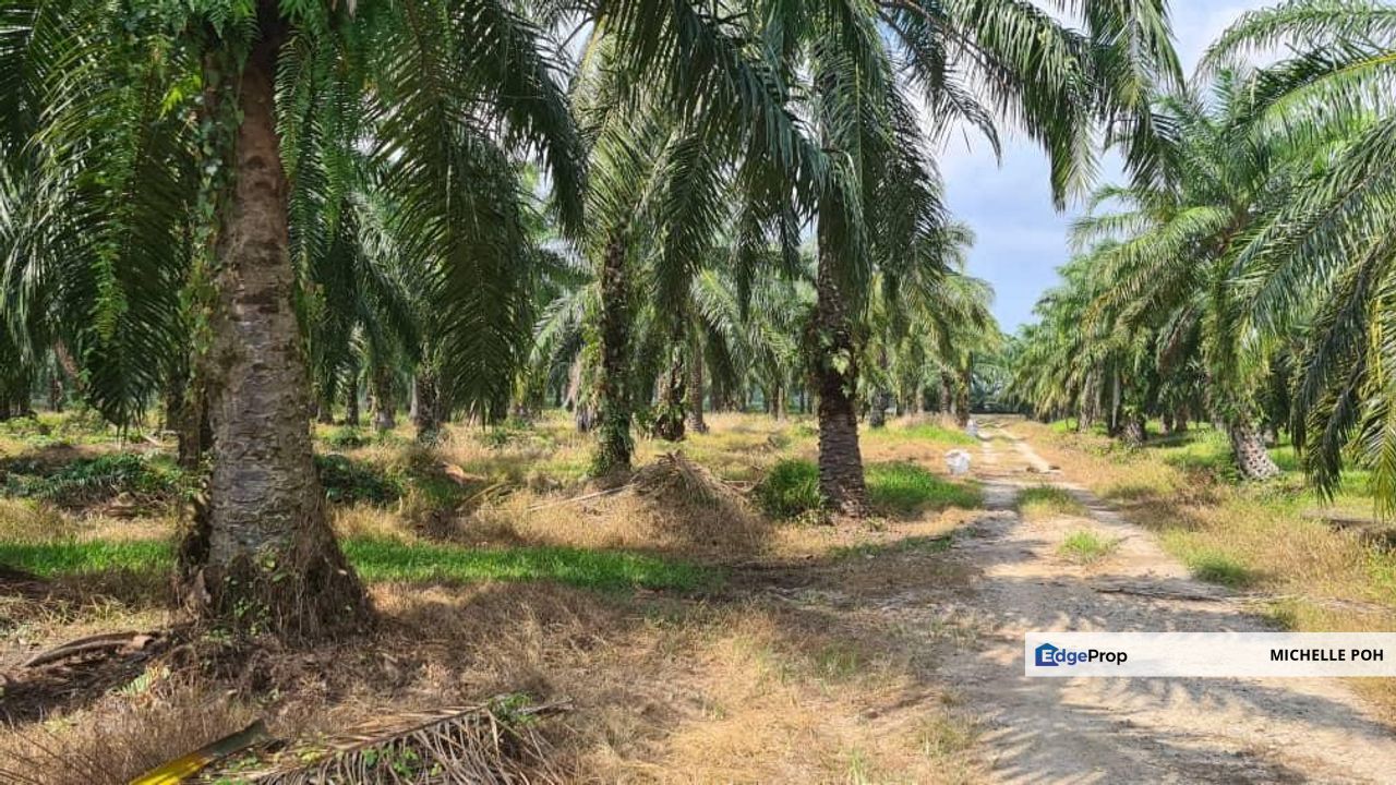 Perak Tengah Jaya Baru Sitiawan Lekir 978 acres Palm Oil Agicultural Land for SALE, Perak, Manjung