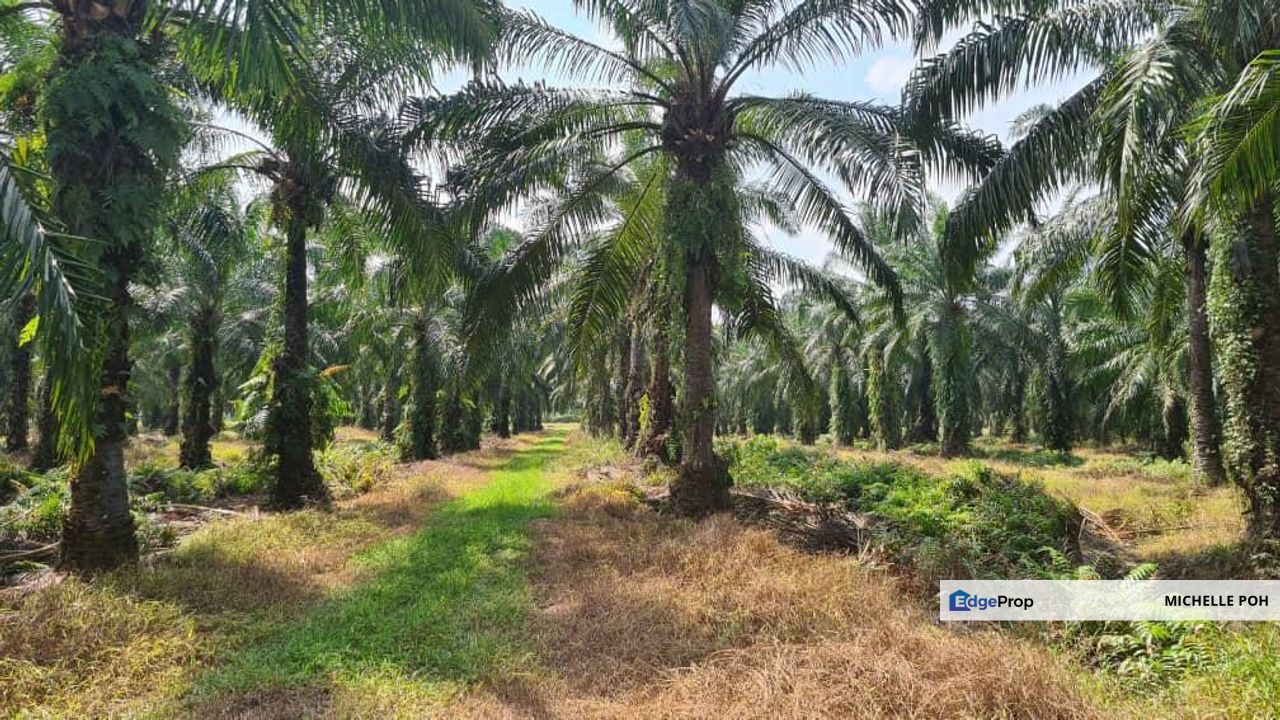 Perak Tengah Jaya Baru Sitiawan Lekir 978 acres Palm Oil Agicultural Land for SALE, Perak, Manjung