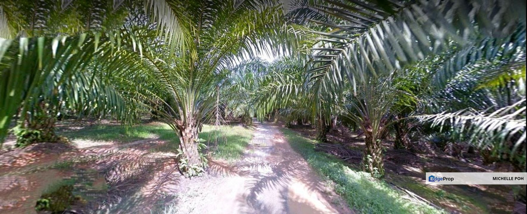 Perak Kuala Kangsar Sungai Siput 961 acres Palm Oil Agricultural Land for SALE, Perak, Ipoh