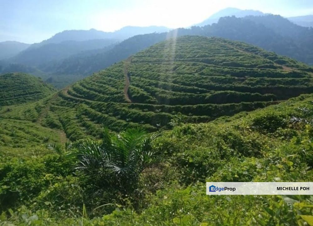 Perak Kuala Kangsar Sungai Siput 961 acres Palm Oil Agricultural Land for SALE, Perak, Ipoh