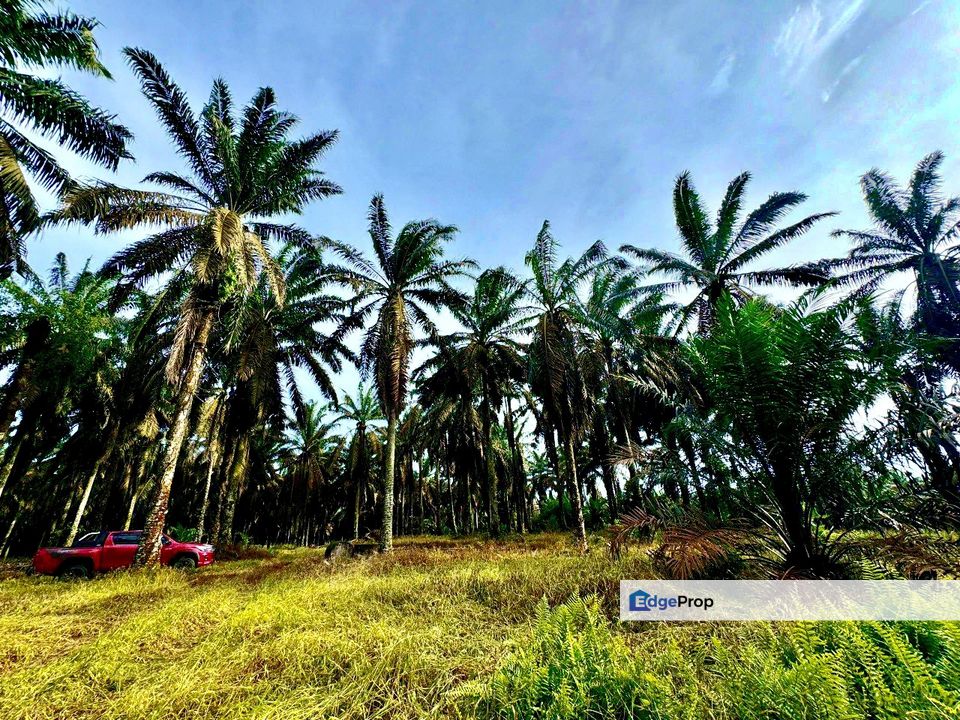 Sedenak Agriculture Land For Sale, Johor, Kulai