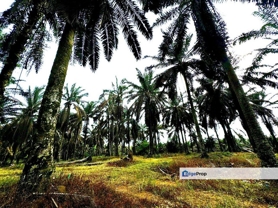 Sedenak Agriculture Land For Sale, Johor, Kulai