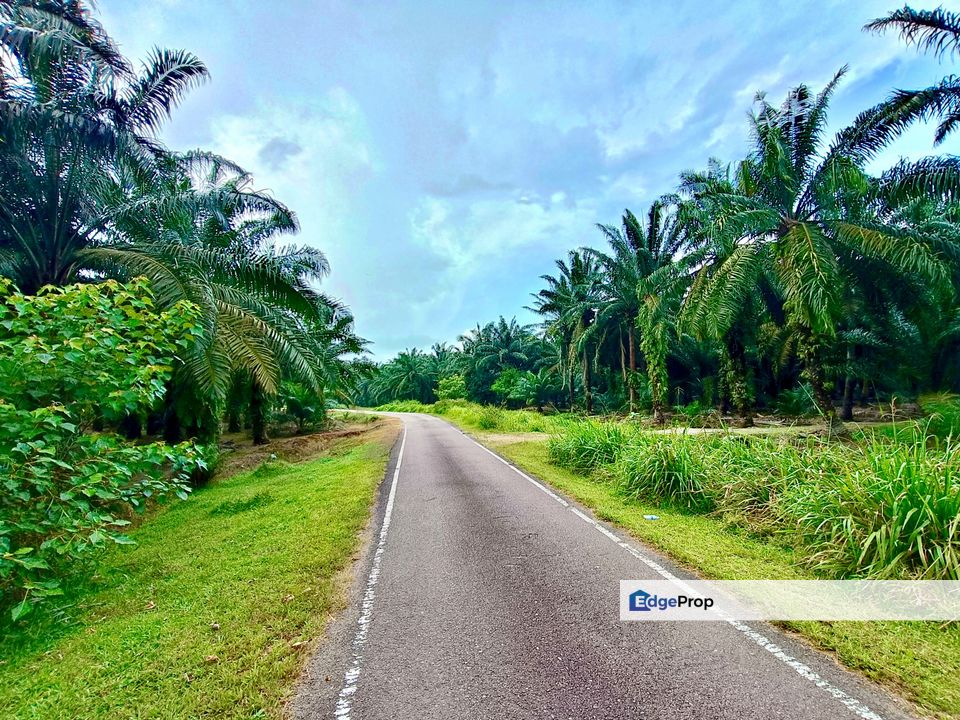 Kukup Durian Farm For Sale, Johor, Pontian