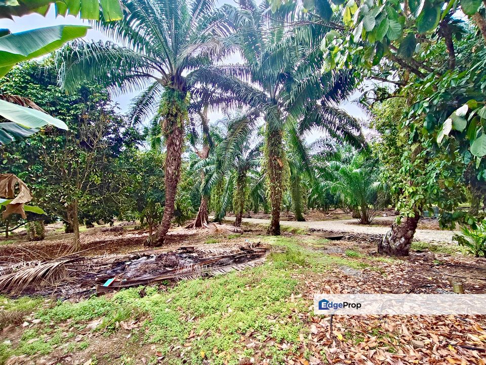 Kukup MAIN ROAD Land, Johor, Pontian