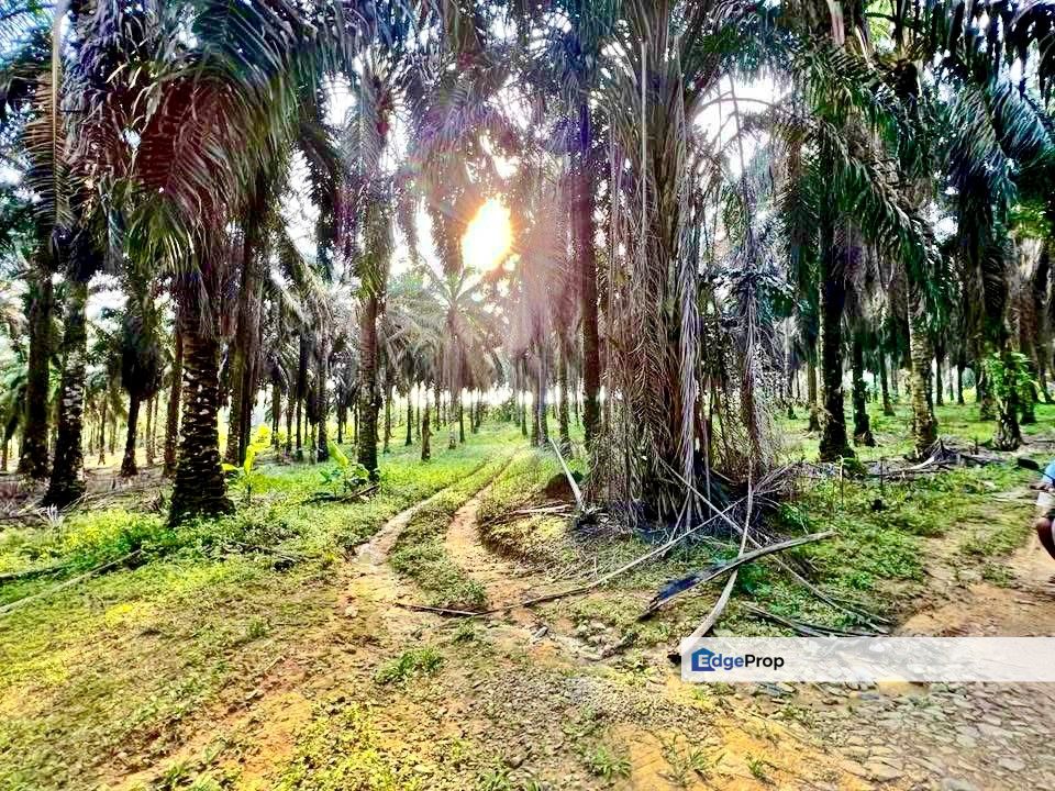 Kulai Sedenak Agriculture Land For Sale , Johor, Kulai