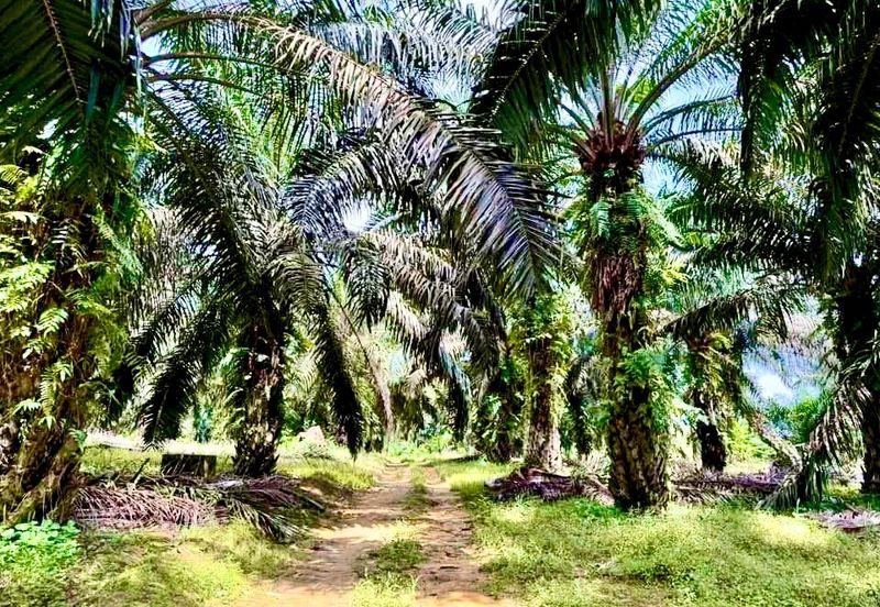 Senai Industrial Park