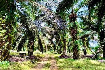 Senai Industrial Park