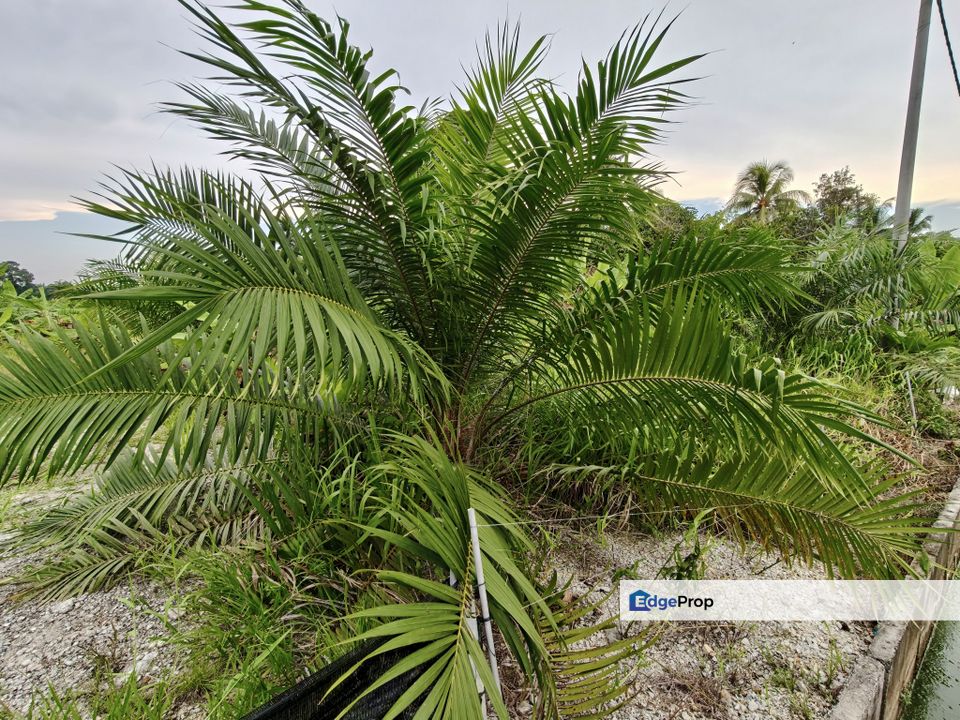 Pontian MAIN ROAD Land For Sale, Johor, Pontian