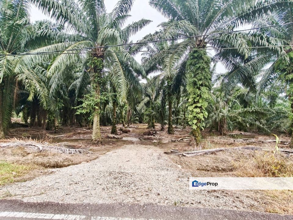 Kukup Road Side Agricultural Land For Sale, Johor, Pontian