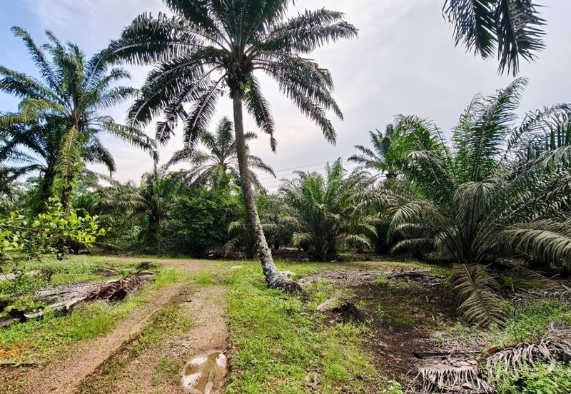 Rimba Terjun Pontian