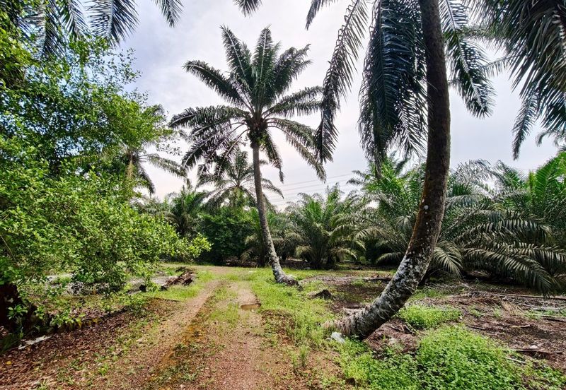 Rimba Terjun Pontian