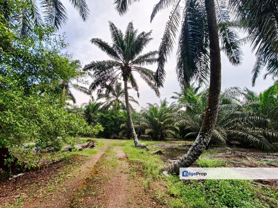 Pontian Oil Palm Land For Sale, Johor, Pontian