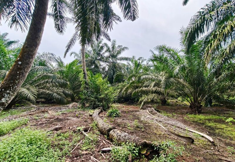 Rimba Terjun Pontian